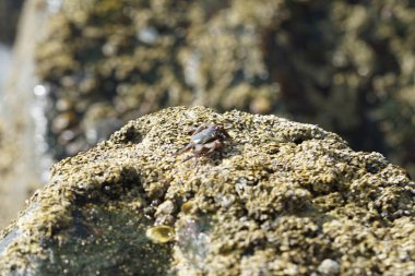 Grapsus tenuicrustatus yengeci Nisan ayında Khor Fakkan Sahili 'nde Umman Körfezi yakınlarındaki kayalara tırmanır. Grapsus tenuicrustatus (İnce kabuklu kaya yengeci, Natal lightfoot crab), başsız kabuklu bir yengeç türüdür. Khor Fakkan, Sharjah, BAE.                           