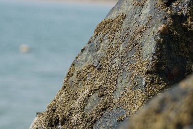 Grapsus tenuicrustatus yengeci Nisan ayında Khor Fakkan Sahili 'nde Umman Körfezi yakınlarındaki kayalara tırmanır. Grapsus tenuicrustatus (İnce kabuklu kaya yengeci, Natal lightfoot crab), başsız kabuklu bir yengeç türüdür. Khor Fakkan, Sharjah, BAE.                           