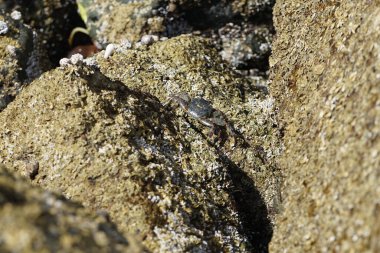 Grapsus tenuicrustatus yengeci Nisan ayında Khor Fakkan Sahili 'nde Umman Körfezi yakınlarındaki kayalara tırmanır. Grapsus tenuicrustatus (İnce kabuklu kaya yengeci, Natal lightfoot crab), başsız kabuklu bir yengeç türüdür. Khor Fakkan, Sharjah, BAE.                           
