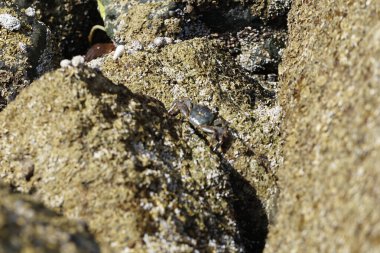 Grapsus tenuicrustatus yengeci Nisan ayında Khor Fakkan Sahili 'nde Umman Körfezi yakınlarındaki kayalara tırmanır. Grapsus tenuicrustatus (İnce kabuklu kaya yengeci, Natal lightfoot crab), başsız kabuklu bir yengeç türüdür. Khor Fakkan, Sharjah, BAE.                           