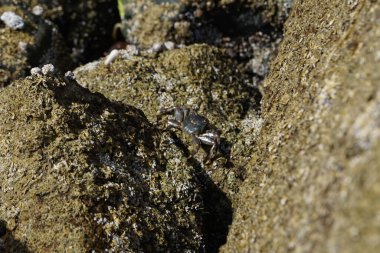 Grapsus tenuicrustatus yengeci Nisan ayında Khor Fakkan Sahili 'nde Umman Körfezi yakınlarındaki kayalara tırmanır. Grapsus tenuicrustatus (İnce kabuklu kaya yengeci, Natal lightfoot crab), başsız kabuklu bir yengeç türüdür. Khor Fakkan, Sharjah, BAE.                           