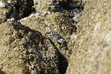 Grapsus tenuicrustatus yengeci Nisan ayında Khor Fakkan Sahili 'nde Umman Körfezi yakınlarındaki kayalara tırmanır. Grapsus tenuicrustatus (İnce kabuklu kaya yengeci, Natal lightfoot crab), başsız kabuklu bir yengeç türüdür. Khor Fakkan, Sharjah, BAE.                           