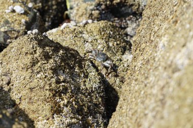 Grapsus tenuicrustatus yengeci Nisan ayında Khor Fakkan Sahili 'nde Umman Körfezi yakınlarındaki kayalara tırmanır. Grapsus tenuicrustatus (İnce kabuklu kaya yengeci, Natal lightfoot crab), başsız kabuklu bir yengeç türüdür. Khor Fakkan, Sharjah, BAE.                           