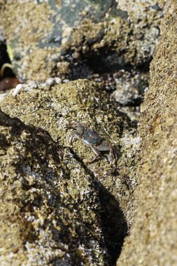 Grapsus tenuicrustatus yengeci Nisan ayında Khor Fakkan Sahili 'nde Umman Körfezi yakınlarındaki kayalara tırmanır. Grapsus tenuicrustatus (İnce kabuklu kaya yengeci, Natal lightfoot crab), başsız kabuklu bir yengeç türüdür. Khor Fakkan, Sharjah, BAE.                           