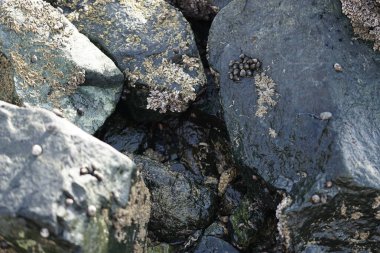 Nisan ayında Khor Fakkan kıyı şeridindeki Umman Körfezi taşkın bölgesinde kayalarda yaşayan kabuklu deniz ürünleri ve kalori fosilleri bulundu. Kabuklu deniz hayvanları, dış iskelet taşıyan su omurgasızlarıdır. Sharjah, BAE. 