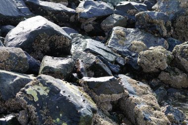 Nisan ayında Khor Fakkan kıyı şeridindeki Umman Körfezi taşkın bölgesinde kayalarda yaşayan kabuklu deniz ürünleri ve kalori fosilleri bulundu. Kabuklu deniz hayvanları, dış iskelet taşıyan su omurgasızlarıdır. Sharjah, BAE. 