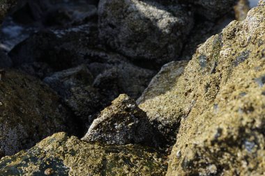 Nisan ayında Khor Fakkan kıyı şeridindeki Umman Körfezi taşkın bölgesinde kayalarda yaşayan kabuklu deniz ürünleri ve kalori fosilleri bulundu. Kabuklu deniz hayvanları, dış iskelet taşıyan su omurgasızlarıdır. Sharjah, BAE. 
