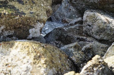 Nisan ayında Khor Fakkan kıyı şeridindeki Umman Körfezi taşkın bölgesinde kayalarda yaşayan kabuklu deniz ürünleri ve kalori fosilleri bulundu. Kabuklu deniz hayvanları, dış iskelet taşıyan su omurgasızlarıdır. Sharjah, BAE. 