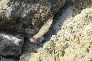 Nisan ayında Khor Fakkan kıyı şeridindeki Umman Körfezi taşkın bölgesinde kayalarda yaşayan kabuklu deniz ürünleri ve kalori fosilleri bulundu. Kabuklu deniz hayvanları, dış iskelet taşıyan su omurgasızlarıdır. Sharjah, BAE. 