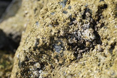 Nisan ayında Khor Fakkan kıyı şeridindeki Umman Körfezi taşkın bölgesinde kayalarda yaşayan kabuklu deniz ürünleri ve kalori fosilleri bulundu. Kabuklu deniz hayvanları, dış iskelet taşıyan su omurgasızlarıdır. Sharjah, BAE. 