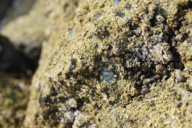 Nisan ayında Khor Fakkan kıyı şeridindeki Umman Körfezi taşkın bölgesinde kayalarda yaşayan kabuklu deniz ürünleri ve kalori fosilleri bulundu. Kabuklu deniz hayvanları, dış iskelet taşıyan su omurgasızlarıdır. Sharjah, BAE. 