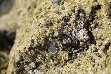 Nisan ayında Khor Fakkan kıyı şeridindeki Umman Körfezi taşkın bölgesinde kayalarda yaşayan kabuklu deniz ürünleri ve kalori fosilleri bulundu. Kabuklu deniz hayvanları, dış iskelet taşıyan su omurgasızlarıdır. Sharjah, BAE. 