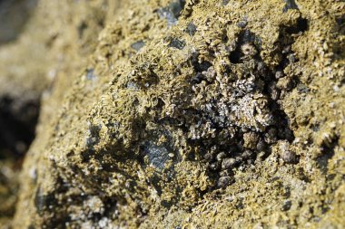 Nisan ayında Khor Fakkan kıyı şeridindeki Umman Körfezi taşkın bölgesinde kayalarda yaşayan kabuklu deniz ürünleri ve kalori fosilleri bulundu. Kabuklu deniz hayvanları, dış iskelet taşıyan su omurgasızlarıdır. Sharjah, BAE. 