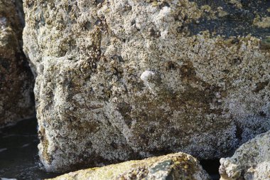 Nisan ayında Khor Fakkan kıyı şeridindeki Umman Körfezi taşkın bölgesinde kayalarda yaşayan kabuklu deniz ürünleri ve kalori fosilleri bulundu. Kabuklu deniz hayvanları, dış iskelet taşıyan su omurgasızlarıdır. Sharjah, BAE. 