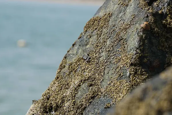 Grapsus tenuicrustatus yengeci Nisan ayında Khor Fakkan Sahili 'nde Umman Körfezi yakınlarındaki kayalara tırmanır. Grapsus tenuicrustatus (İnce kabuklu kaya yengeci, Natal lightfoot crab), başsız kabuklu bir yengeç türüdür. Khor Fakkan, Sharjah, BAE.                           
