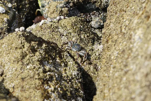 Grapsus tenuicrustatus yengeci Nisan ayında Khor Fakkan Sahili 'nde Umman Körfezi yakınlarındaki kayalara tırmanır. Grapsus tenuicrustatus (İnce kabuklu kaya yengeci, Natal lightfoot crab), başsız kabuklu bir yengeç türüdür. Khor Fakkan, Sharjah, BAE.                           