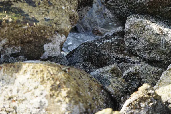 Nisan ayında Khor Fakkan kıyı şeridindeki Umman Körfezi taşkın bölgesinde kayalarda yaşayan kabuklu deniz ürünleri ve kalori fosilleri bulundu. Kabuklu deniz hayvanları, dış iskelet taşıyan su omurgasızlarıdır. Sharjah, BAE. 