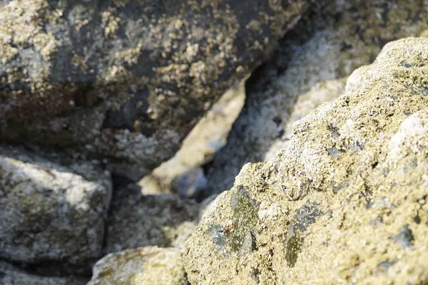Nisan ayında Khor Fakkan kıyı şeridindeki Umman Körfezi taşkın bölgesinde kayalarda yaşayan kabuklu deniz ürünleri ve kalori fosilleri bulundu. Kabuklu deniz hayvanları, dış iskelet taşıyan su omurgasızlarıdır. Sharjah, BAE. 