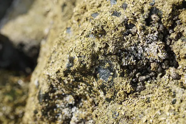 Nisan ayında Khor Fakkan kıyı şeridindeki Umman Körfezi taşkın bölgesinde kayalarda yaşayan kabuklu deniz ürünleri ve kalori fosilleri bulundu. Kabuklu deniz hayvanları, dış iskelet taşıyan su omurgasızlarıdır. Sharjah, BAE. 