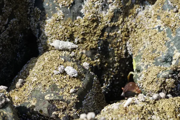 Nisan ayında Khor Fakkan kıyı şeridindeki Umman Körfezi taşkın bölgesinde kayalarda yaşayan kabuklu deniz ürünleri ve kalori fosilleri bulundu. Kabuklu deniz hayvanları, dış iskelet taşıyan su omurgasızlarıdır. Sharjah, BAE. 
