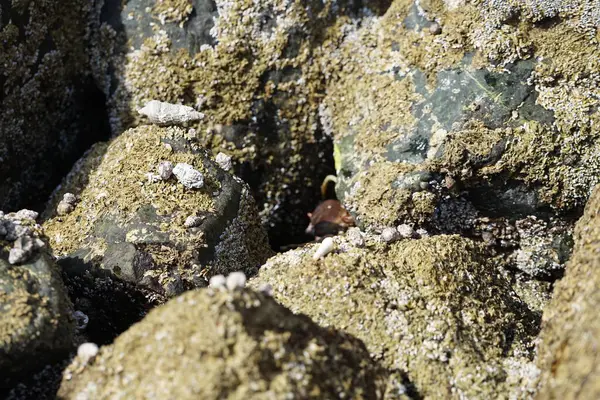 Nisan ayında Khor Fakkan kıyı şeridindeki Umman Körfezi taşkın bölgesinde kayalarda yaşayan kabuklu deniz ürünleri ve kalori fosilleri bulundu. Kabuklu deniz hayvanları, dış iskelet taşıyan su omurgasızlarıdır. Sharjah, BAE. 