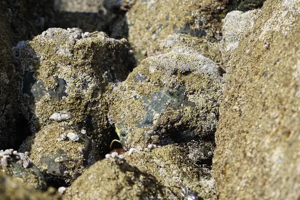 Nisan ayında Khor Fakkan kıyı şeridindeki Umman Körfezi taşkın bölgesinde kayalarda yaşayan kabuklu deniz ürünleri ve kalori fosilleri bulundu. Kabuklu deniz hayvanları, dış iskelet taşıyan su omurgasızlarıdır. Sharjah, BAE. 