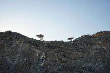 Nisan ayında Khor Fakkan 'da Vachellia tortilis ve diğer bitkilerle dolu bir dağ manzarası. Vachellia tortilis, Acacia tortilis, İsrail babunu, Vachellia cinsi, akasya cinsidir. Şeriat, Birleşik Arap Emirlikleri.