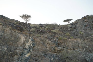 Nisan ayında Khor Fakkan 'da Vachellia tortilis ve diğer bitkilerle dolu bir dağ manzarası. Vachellia tortilis, Acacia tortilis, İsrail babunu, Vachellia cinsi, akasya cinsidir. Şeriat, Birleşik Arap Emirlikleri.