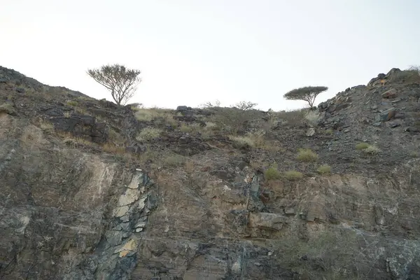 Nisan ayında Khor Fakkan 'da Vachellia tortilis ve diğer bitkilerle dolu bir dağ manzarası. Vachellia tortilis, Acacia tortilis, İsrail babunu, Vachellia cinsi, akasya cinsidir. Şeriat, Birleşik Arap Emirlikleri.