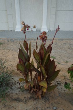 Çiçek açtıktan sonra Nisan 'da Canna Indica büyür. Can indica (İndica: 
