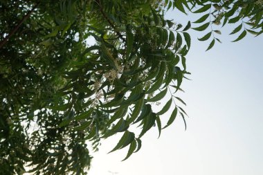 Azadirachta indica Nisan 'da çiçek açar. Azadirachta indica, Neem, Margosa, nimtree veya Hint leylağı, Meliaceae familyasından bir ağaçtır. Khor Fakkan, Sharjah, BAE. 