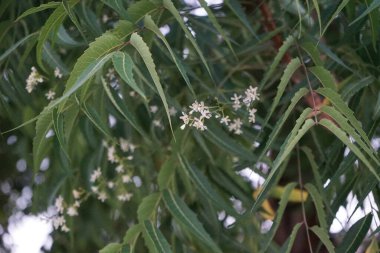 Azadirachta indica Nisan 'da çiçek açar. Azadirachta indica, Neem, Margosa, nimtree veya Hint leylağı, Meliaceae familyasından bir ağaçtır. Khor Fakkan, Sharjah, BAE. 