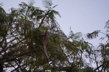 Delonix rejimi nisan ayında büyür. Delonix regia (