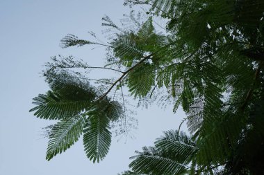 Delonix rejimi nisan ayında büyür. Delonix regia (