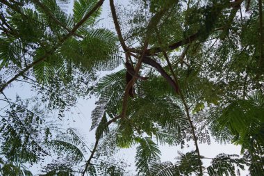 Delonix rejimi nisan ayında büyür. Delonix regia (