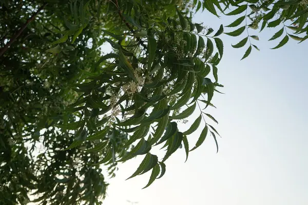 Azadirachta indica Nisan 'da çiçek açar. Azadirachta indica, Neem, Margosa, nimtree veya Hint leylağı, Meliaceae familyasından bir ağaçtır. Khor Fakkan, Sharjah, BAE. 