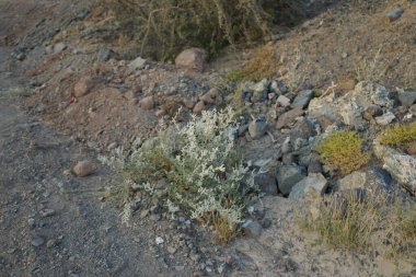 Aerva javanica Nisan ayında çiçek açar. Aerva javanica, Amaranthaceae familyasından bir bitki türü. Khor Fakkan, Sharjah, Birleşik Arap Emirlikleri.