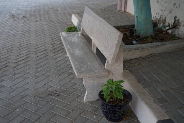 Celosia argentea var. Plumosa Nisan ayında çiçek saksılarında yetişir. Celosia argentea, Amaranthaceae familyasından tropikal kökenli bir bitki türü. Khor Fakkan, Sharjah, BAE. 