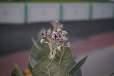 Calotropis procera Nisan 'da büyür. Calotropis procera, Apokinakeae familyasından bir bitki türü. Khor Fakkan, Sharjah, Birleşik Arap Emirlikleri.