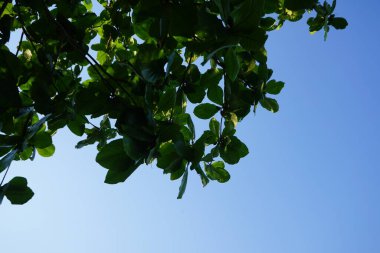 Nisan 'da meyve yetiştiren Terminalia Catappa. Terminalia catappa, badem, Hint bademi, Malabar bademi, deniz -, plaj bademi, sahte kamani, büyük bir tropikal ağaçtır. Khor Fakkan, Sharjah, BAE. 
