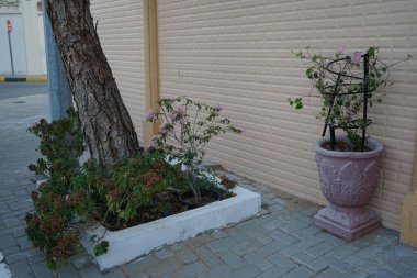 Bougainvillea spektabilis Nisan ayında pembe çiçeklerle çiçek açar. Bougainvillea spectabilis, çiçekli bir bitki türüdür. Khor Fakkan, Sharjah, BAE.