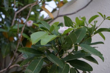 Tabebuia heterofilla Nisan ayında çiçek açar. Tabebuia heterophylla, Roble blanco, pembe manjack, pembe trompet ağacı, beyaz sedir ağacı ve beyaz ağaç, Bignoniaceae familyasından bir ağaç türüdür. Khor Fakkan, Sharjah, BAE. 