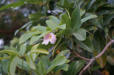Tabebuia heterofilla Nisan ayında çiçek açar. Tabebuia heterophylla, Roble blanco, pembe manjack, pembe trompet ağacı, beyaz sedir ağacı ve beyaz ağaç, Bignoniaceae familyasından bir ağaç türüdür. Khor Fakkan, Sharjah, BAE. 