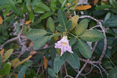 Tabebuia heterofilla Nisan ayında çiçek açar. Tabebuia heterophylla, Roble blanco, pembe manjack, pembe trompet ağacı, beyaz sedir ağacı ve beyaz ağaç, Bignoniaceae familyasından bir ağaç türüdür. Khor Fakkan, Sharjah, BAE. 