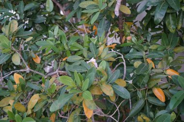 Tabebuia heterofilla Nisan ayında çiçek açar. Tabebuia heterophylla, Roble blanco, pembe manjack, pembe trompet ağacı, beyaz sedir ağacı ve beyaz ağaç, Bignoniaceae familyasından bir ağaç türüdür. Khor Fakkan, Sharjah, BAE. 