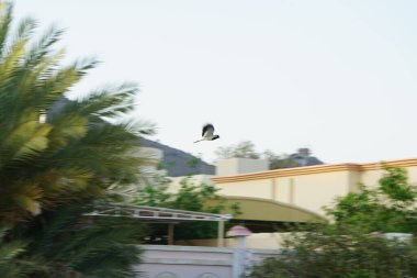 Nisan ayında bir Vanellus indicus kuşu Khor Fakkan şehrinde uçar. Kırmızı kanatlı, Vanellus indicus, Charadriidae familyasından Asya 'ya ait bir laparotomi türüdür. Sharjah, BAE.                               