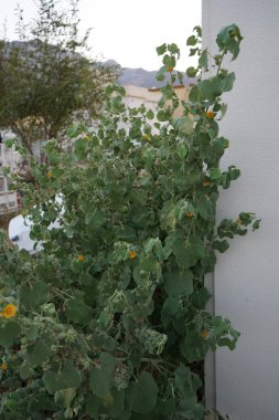 Abutilon pannosum Nisan ayında sarı çiçeklerle çiçek açar. Abutilon pannosum, Abutilon glaucum, Malvaceae familyasından bir çalı türüdür. Khor Fakkan, Sharjah, BAE. 