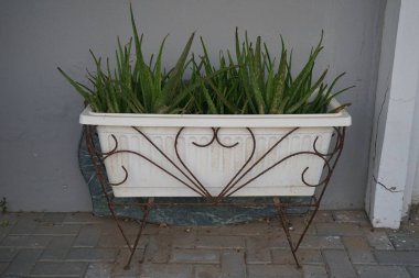 Aloe vera bitkileri Nisan 'da bir çiçek kutusunda yetişir. Aloe vera, Aloe cinsinin sulu bir bitki türüdür. Khor Fakkan, Sharjah, BAE.
