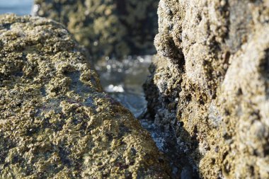 Nisan ayında Khor Fakkan kıyı şeridindeki Umman Körfezi taşkın bölgesinde kayalarda yaşayan kabuklu deniz ürünleri ve kalori fosilleri bulundu. Kabuklu deniz hayvanları, dış iskelet taşıyan su omurgasızlarıdır. Sharjah, BAE. 