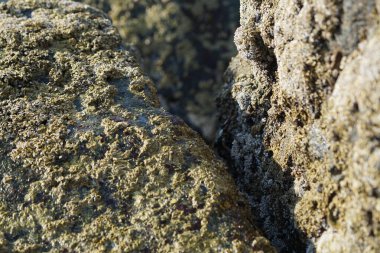 Nisan ayında Khor Fakkan kıyı şeridindeki Umman Körfezi taşkın bölgesinde kayalarda yaşayan kabuklu deniz ürünleri ve kalori fosilleri bulundu. Kabuklu deniz hayvanları, dış iskelet taşıyan su omurgasızlarıdır. Sharjah, BAE. 